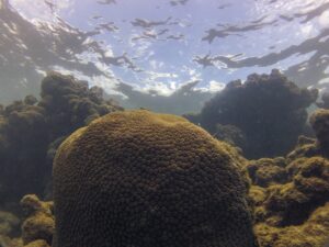 Coral Montastraea cavernosa com formato arredomado e textura porosa em um recife subaquático, com a superfície da água visível acima.