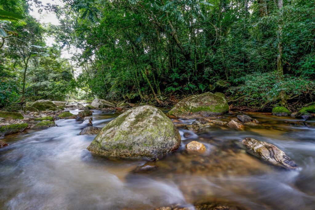 desmatamento: Rio com águas claras fluindo entre grandes pedras cobertas de musgo em meio a uma floresta densa.