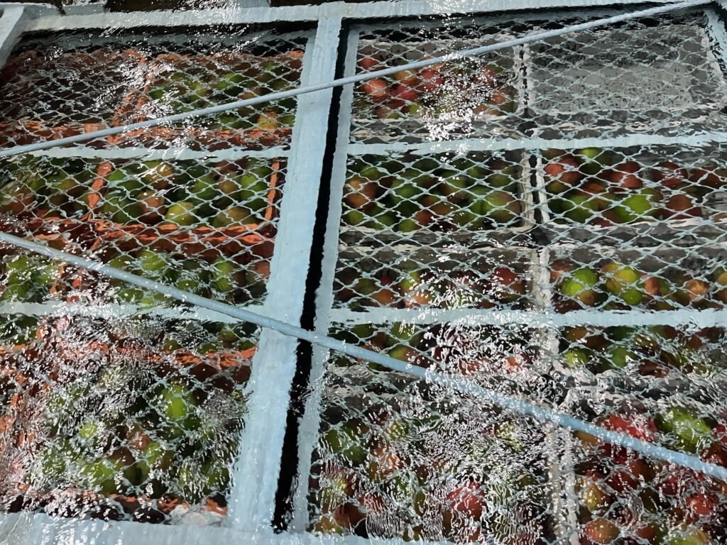 exportação: mangas verdes e vermelhas em caixas submersas em água agitada durante tratamento hidrotérmico em ambiente industrial.