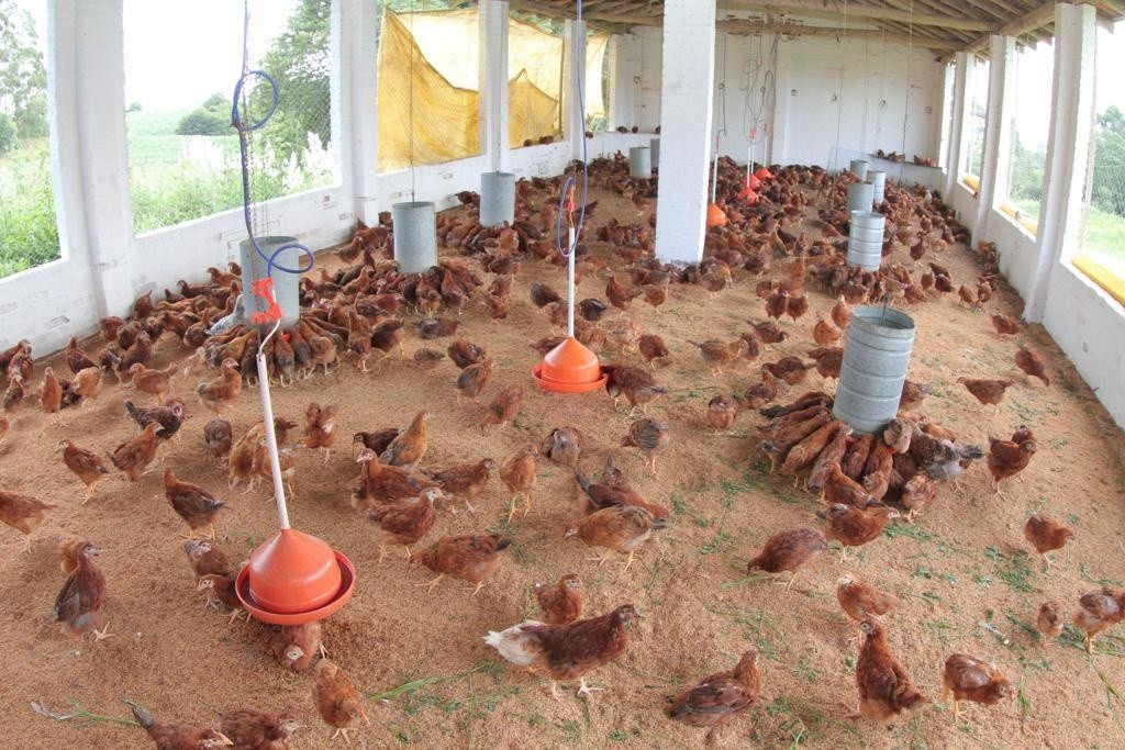 emergência zoossanitária: galinhas marrons em um galinheiro aberto com comedouros e bebedouros suspensos.