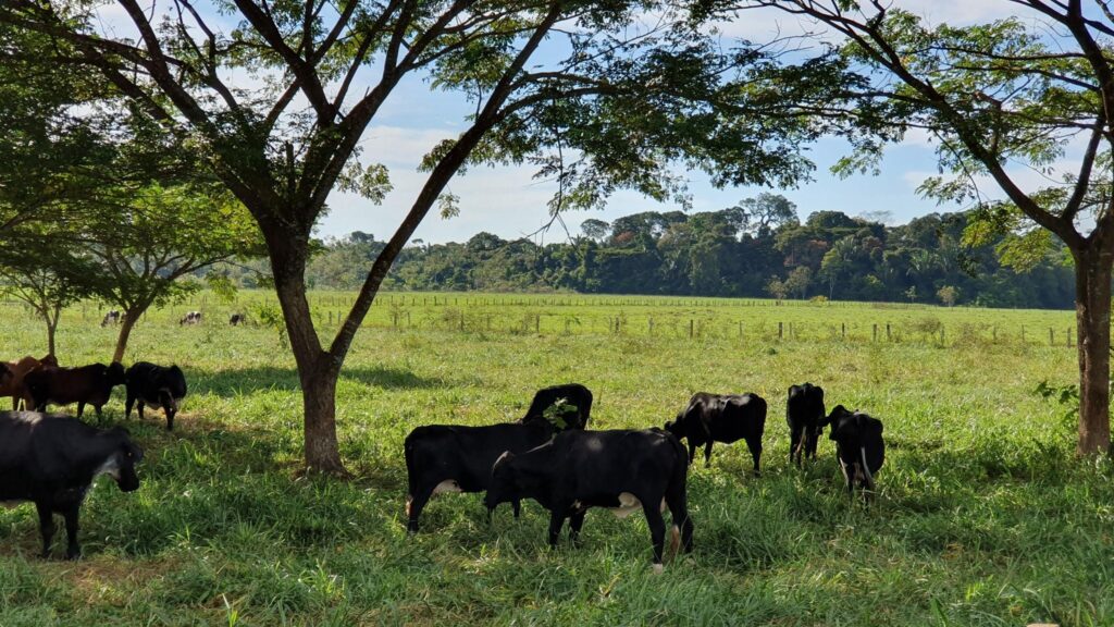 avanco da agropecuaria: rebanho bovino pasta em campo verde sob a sombra de árvores na Amazônia.