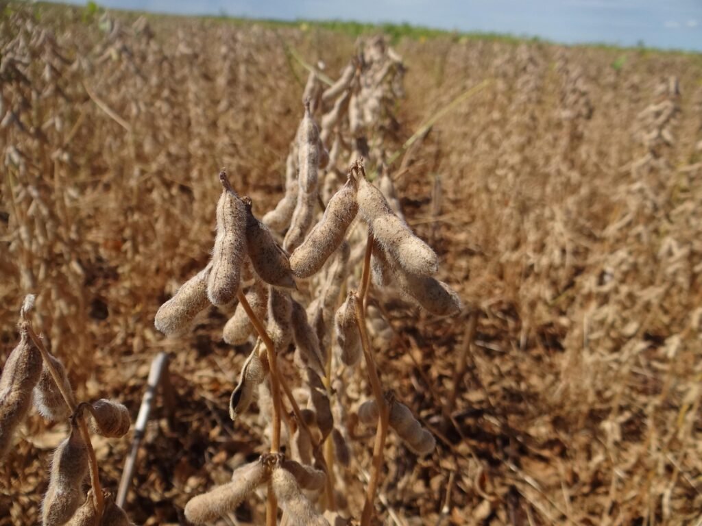 safra de graos: Planta de soja com vagens secas em destaque em meio a uma lavoura pronta para colheita.