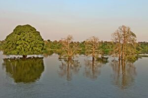 Fundo Florestas Tropicais: paisagem de área alagada na floresta amazônica com árvores submersas e reflexos na água.